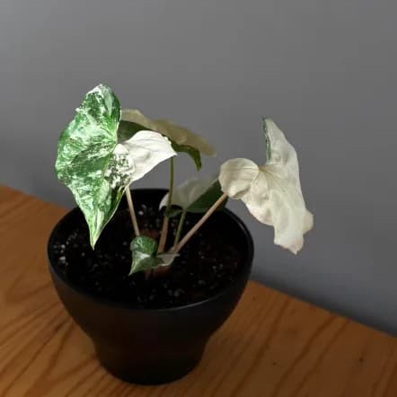 El maridaje perfecto entre una joyita botánica y la decoración de tus espacios. Este Syngonium Albo Variegado, con sus hojitas en forma de flecha en tonos verde y blanco, viene presentado en una maceta decorativa negra, liviana, muy práctica y elegante.
