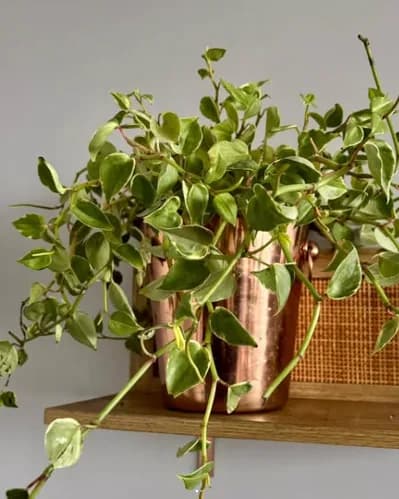 Si buscas una planta que le dé vida y dinamismo a un estante o repisa, esta es la candidata perfecta. Destaca por sus tallos verdes y flexibles que caen con soltura y sus hojitas matizadas en tonos verde claro y crema, creando un efecto visual súper fresco y luminoso.